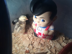 Big Boy hanging out with new newly hatched chicks.